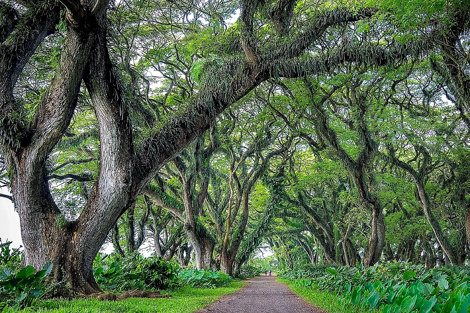 De Djawatan Banyuwangi